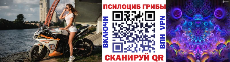Купить где  Волжск  Псилоцибиновые грибы Psilocybe 